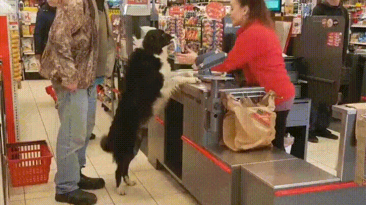 Dog at a checkout